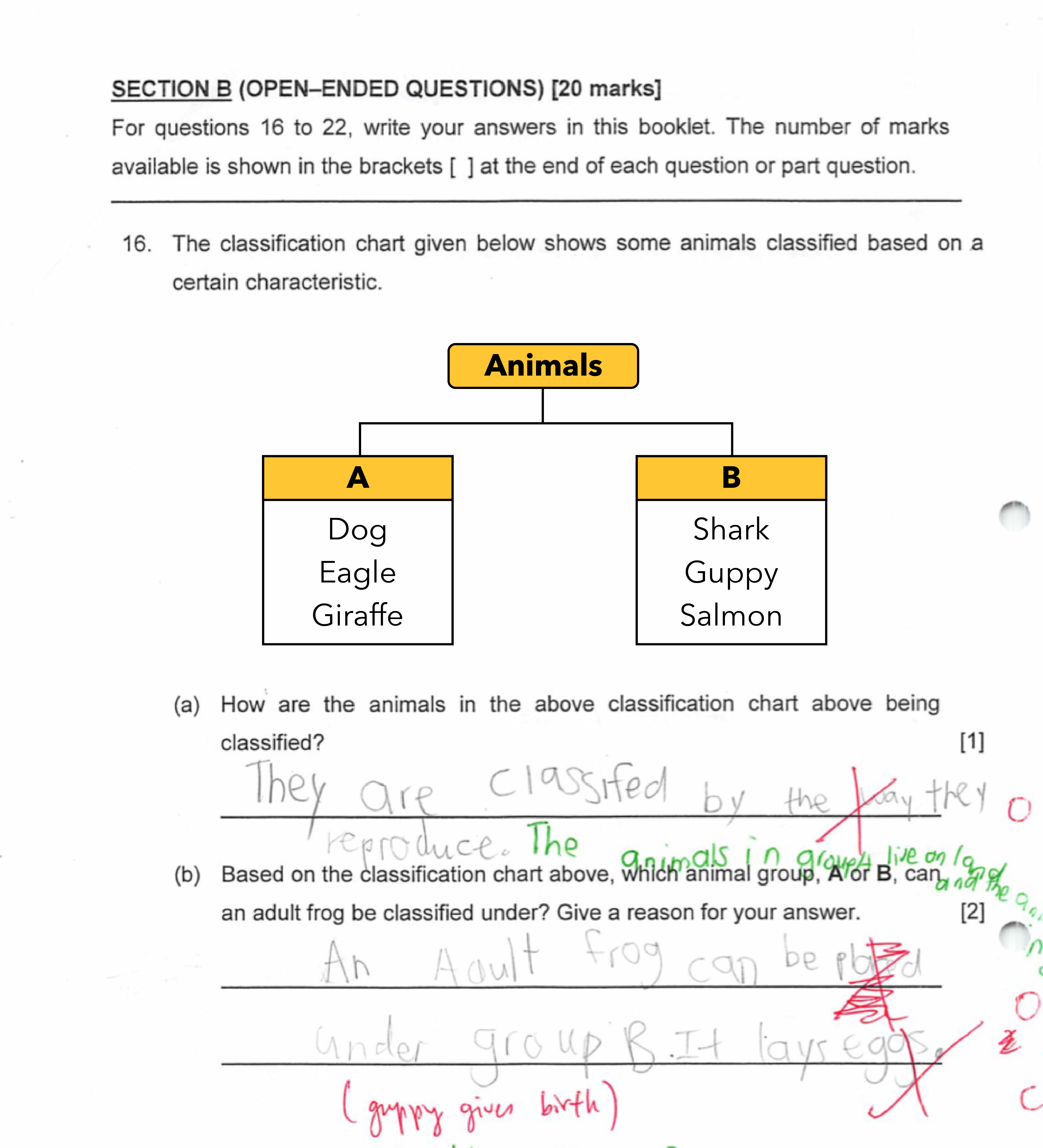 Classification Chart For Dogs