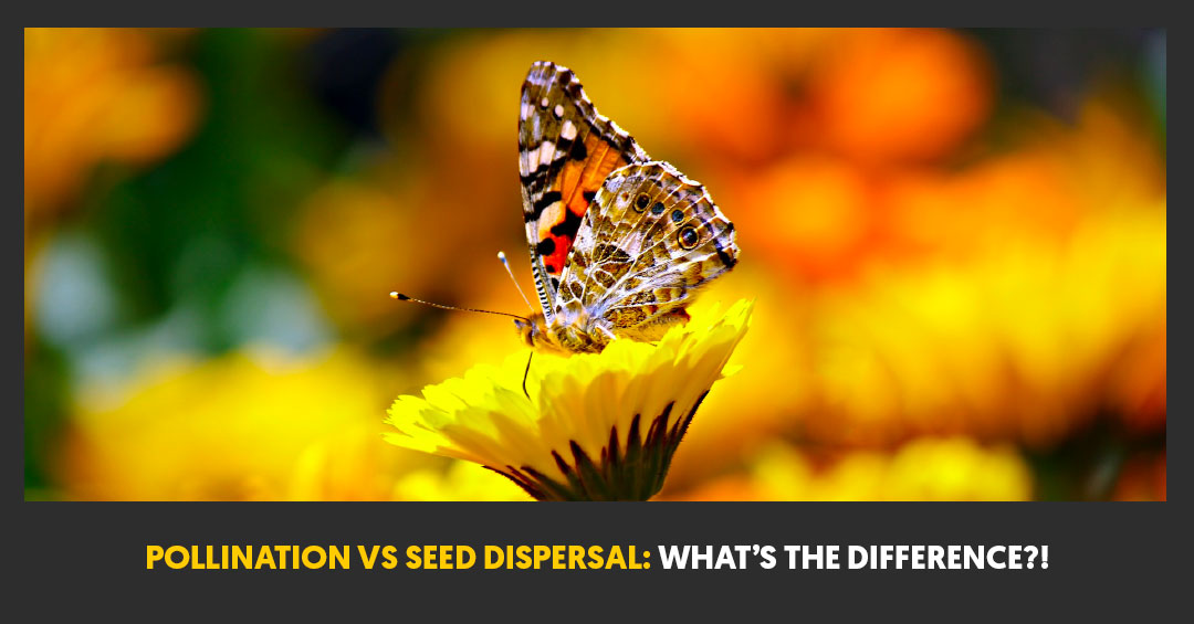 Pollination Vs Seed Dispersal What S The Difference