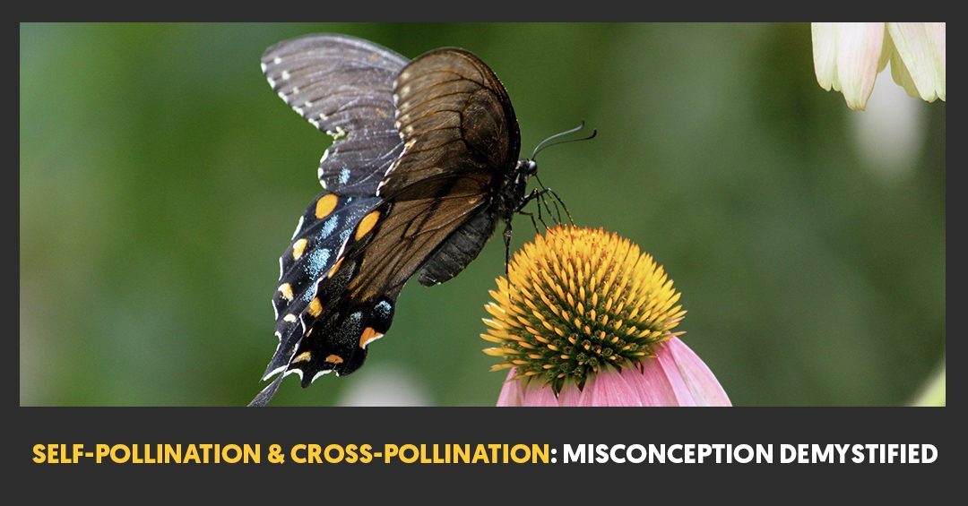 Self-Pollination & Cross Pollination – Misconception Demystified