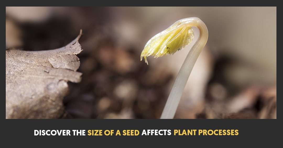 Discover How The Size of A Seed Affects Plant Processes