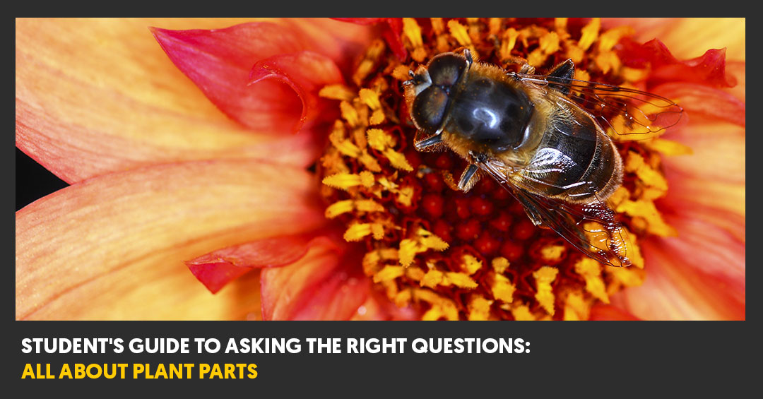 Student's Guide To Asking The Right Questions All About Plant Parts