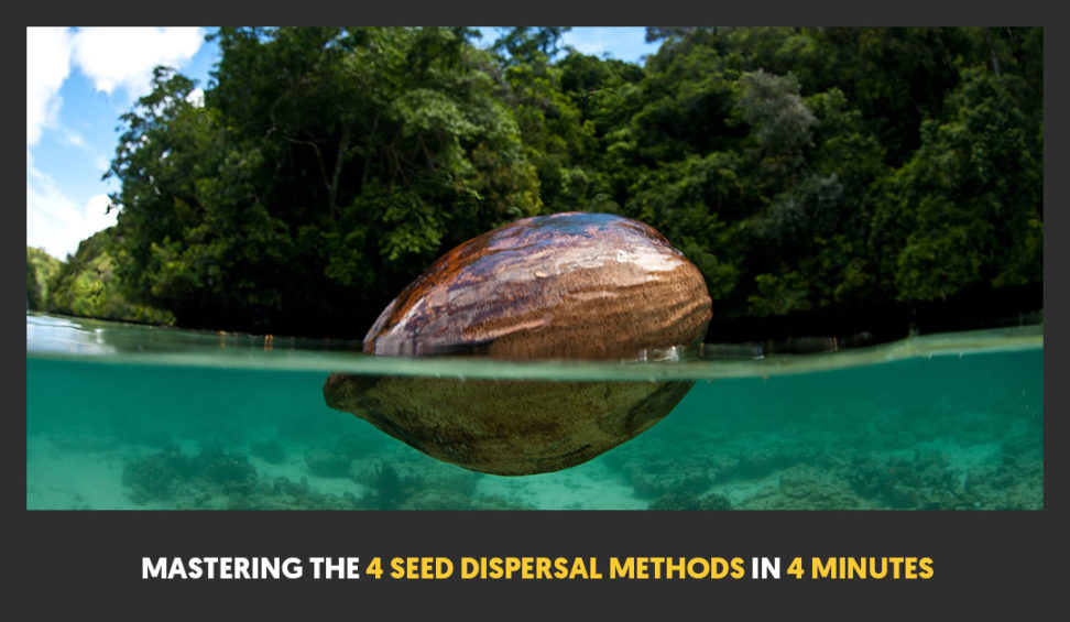 Mastering The 4 Seed Dispersal Methods In 4 Minutes