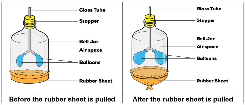 bell jar experiment biology lungs