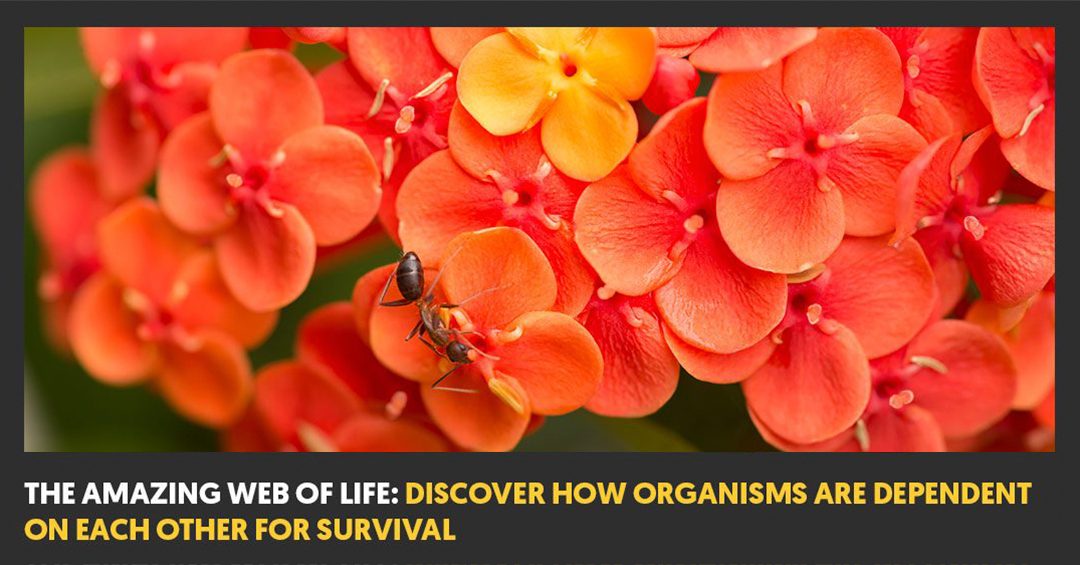 The Amazing  of Life How Organisms Are Dependent On Each Other For