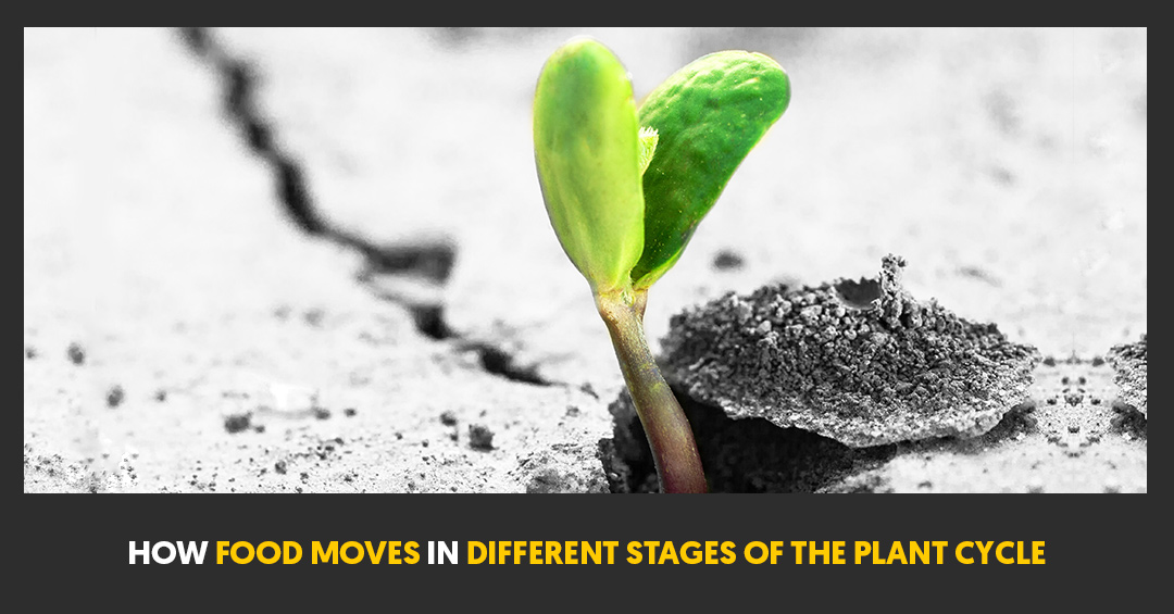 How Food Moves In Different Stages Of The Plant Cycle