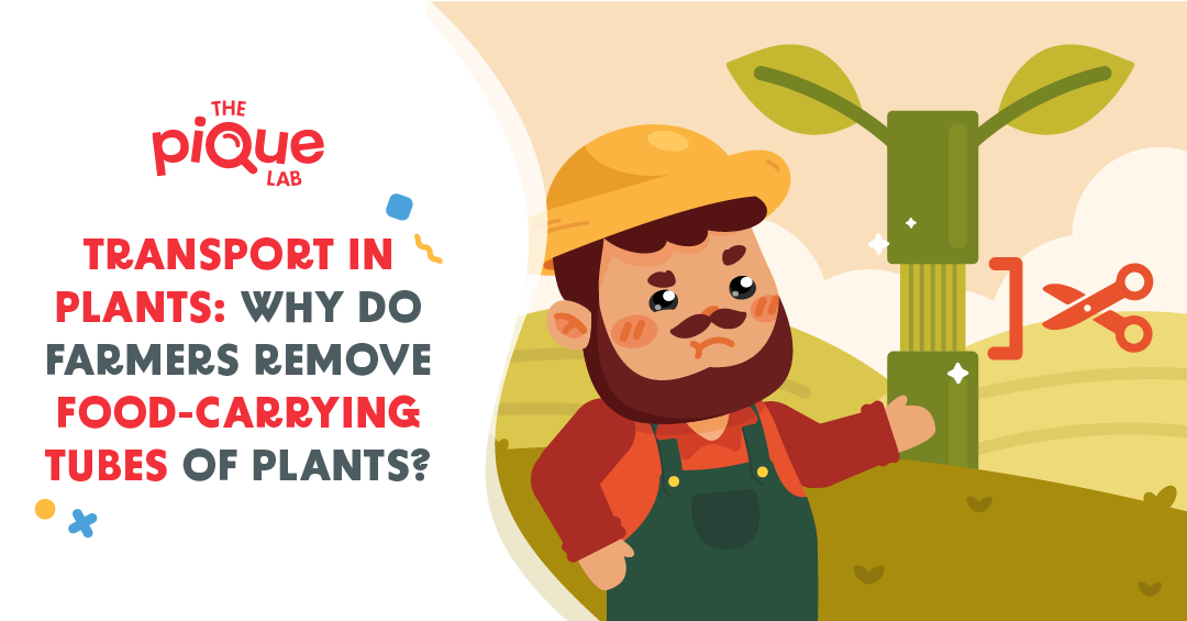 Transport In Plants: Why Do Farmers Remove The Food-Carrying Tubes Of Plants?