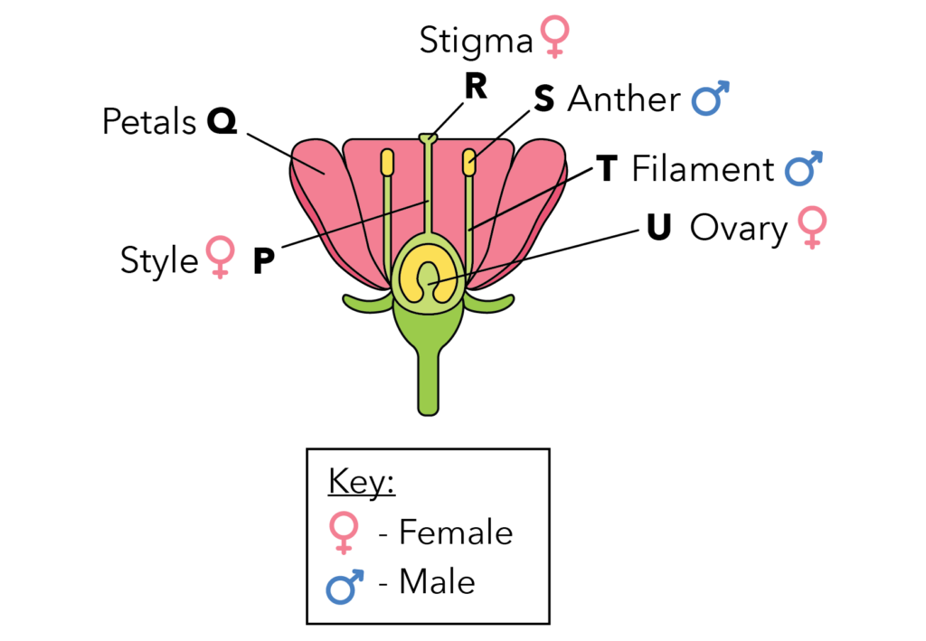 Adaptations How Is A Flower Adapted For Reproduction? Primary School