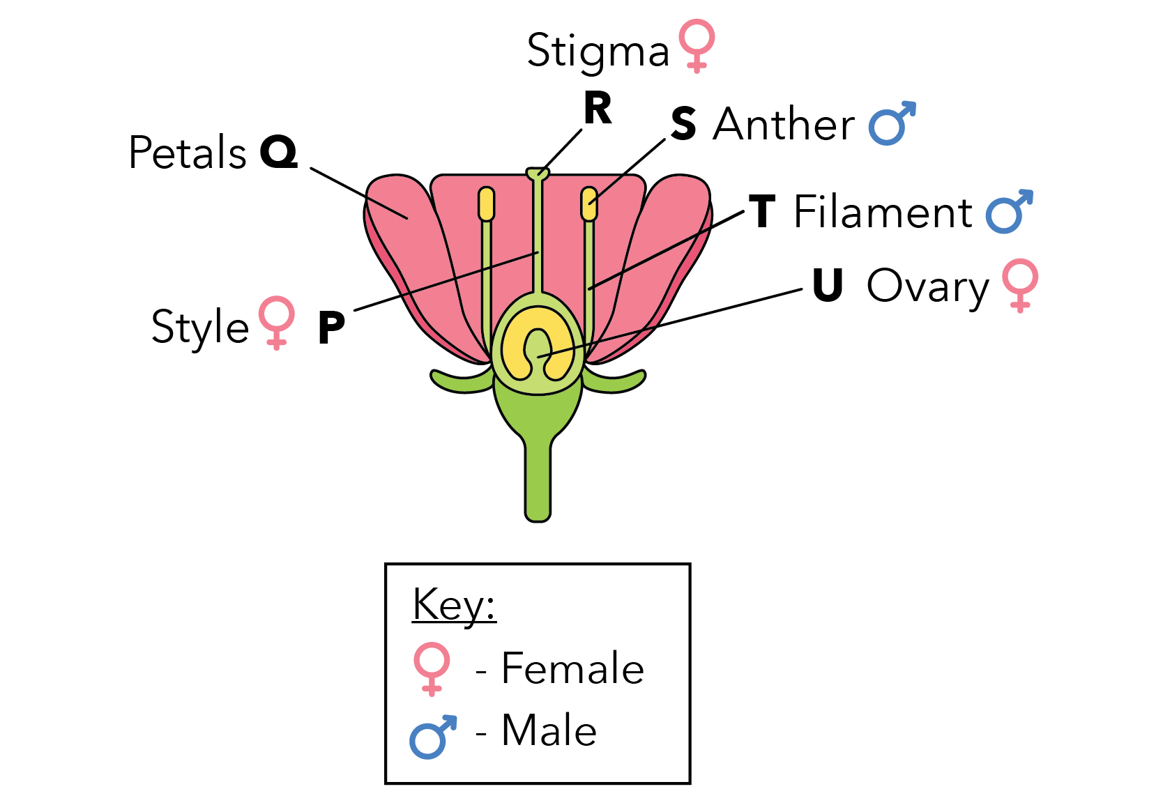 Adaptations How Is A Flower Adapted For Reproduction? Primary School