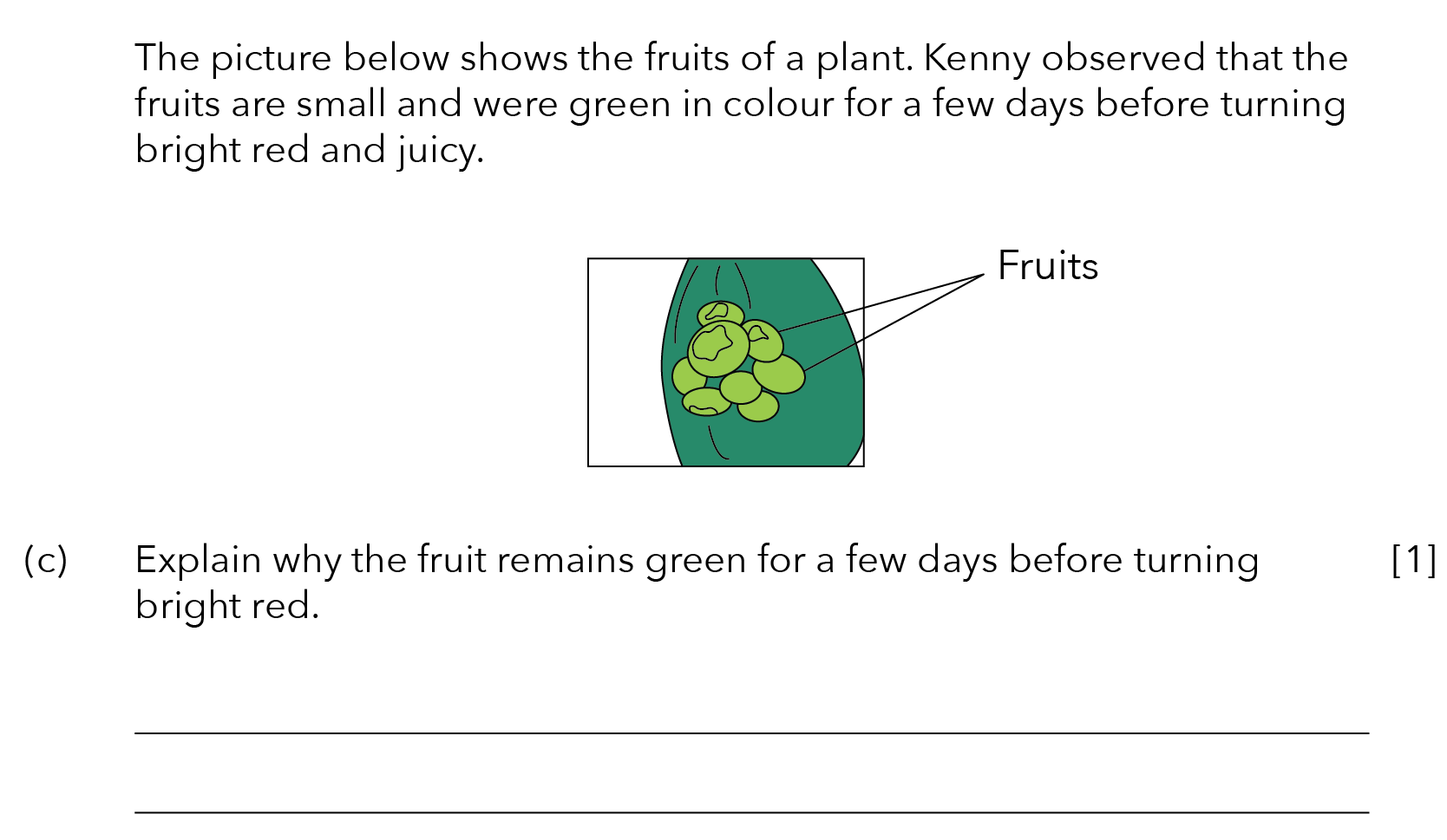 Adaptations How Is A Flower Adapted For Reproduction? Primary School