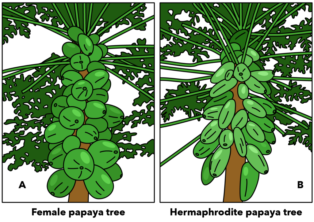 Plant Reproduction Commonly Tested Questions About Papaya Plants Primary School Science