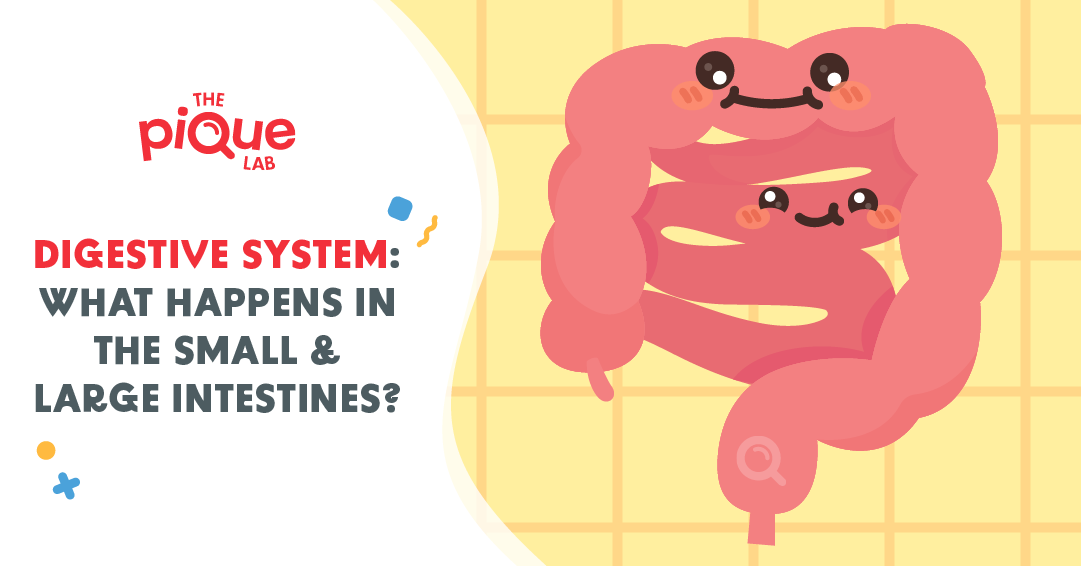 Digestive System: What Happens In The Small & Large Intestines?
