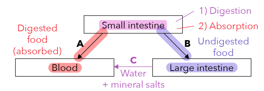Large Intestine Flow Digestive System: What Happens In The Small & Large Intestines ...