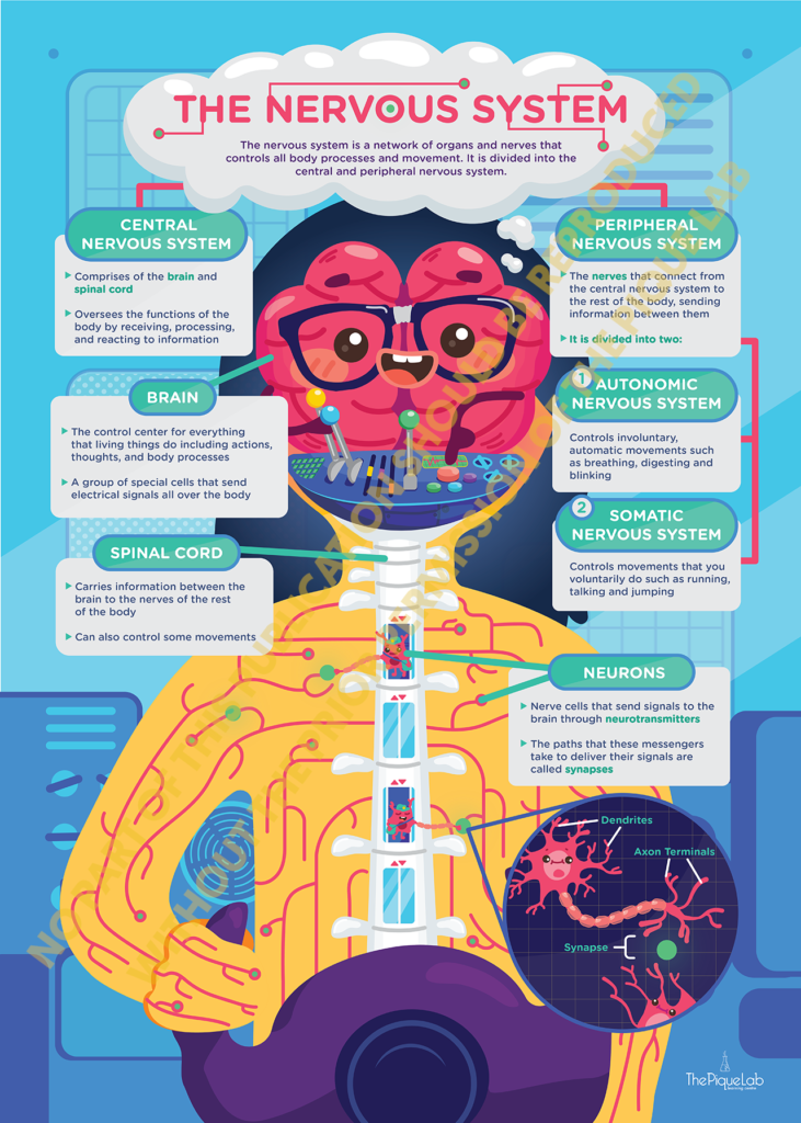 Nervous System The Human s Control Room Poster Deprecated The
